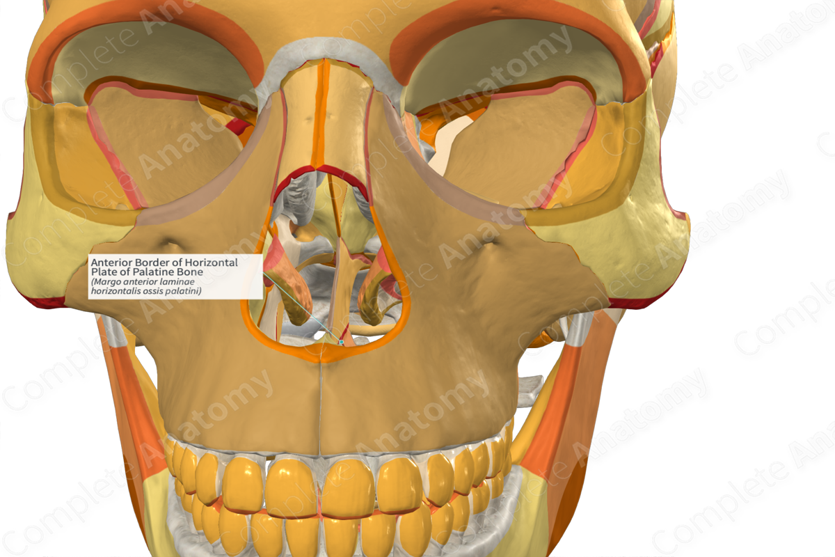 Anterior Border of Horizontal Plate of Palatine Bone Complete Anatomy