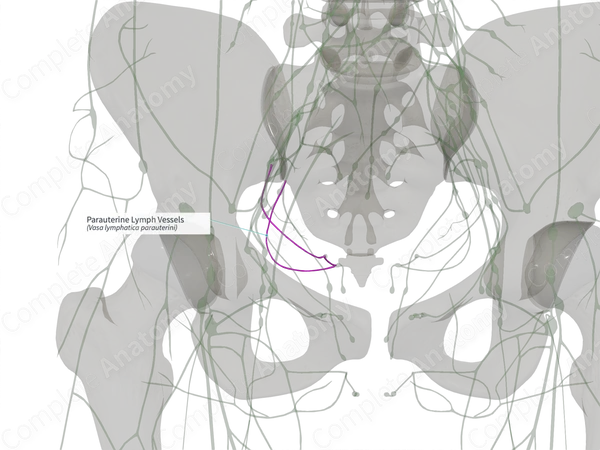 Parauterine Lymph Vessels (Left)