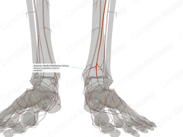 Anterior Medial Malleolar Artery (Right)
