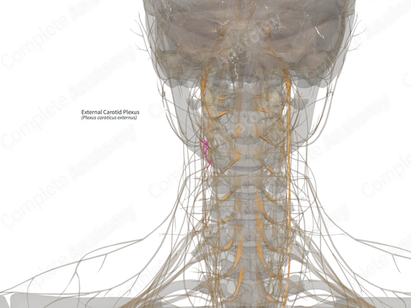 External Carotid Plexus (Right)