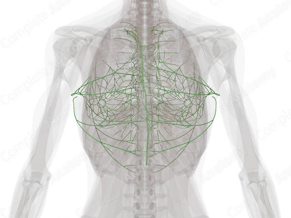 Thoracic Lymph Vessels
