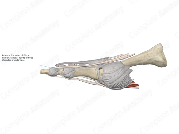 Articular Capsules of Distal Interphalangeal Joints of Foot