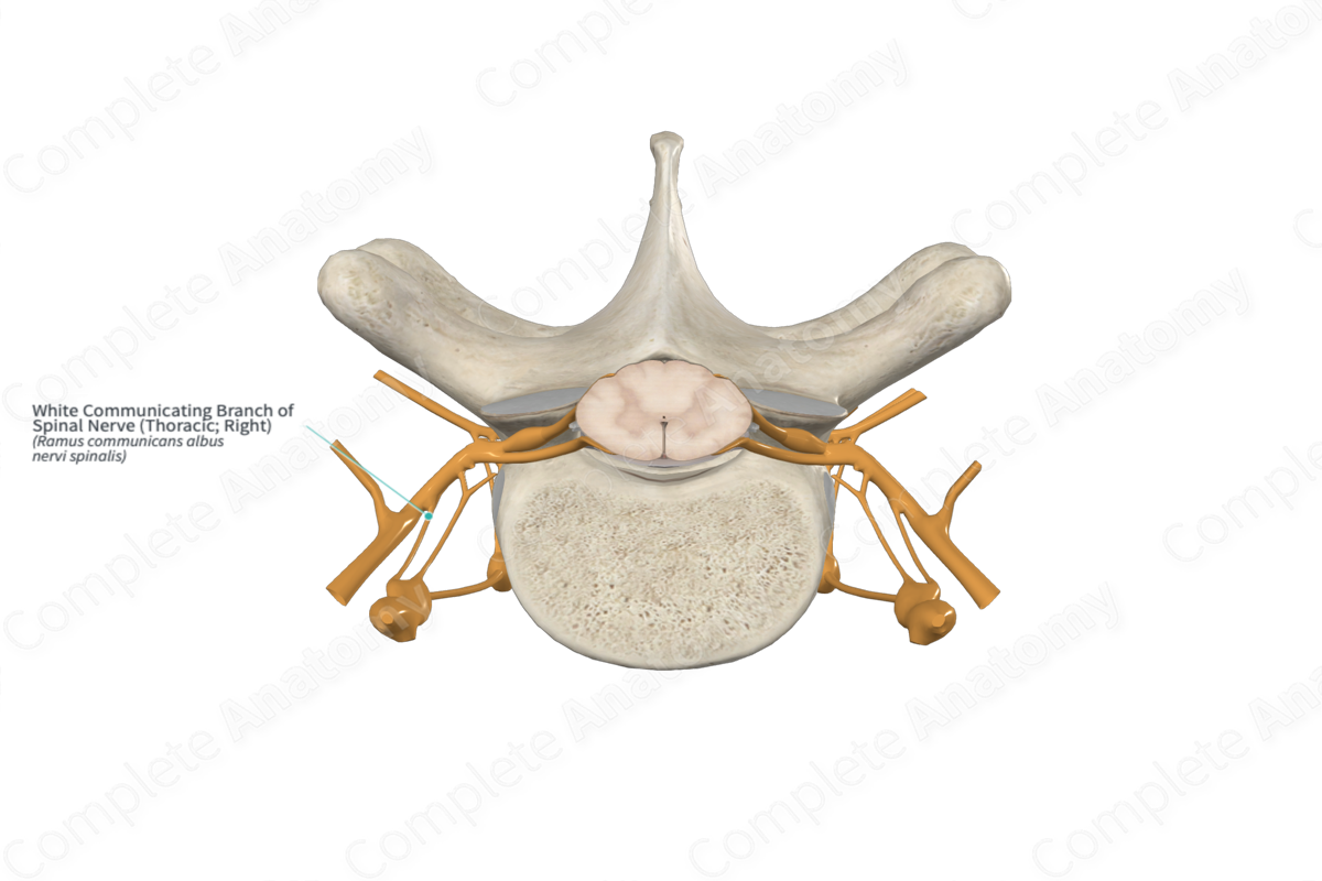 White Communicating Branch of Spinal Nerve (Thoracic; Right)