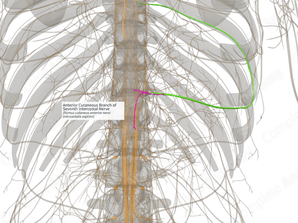 Anterior Cutaneous Branch of Seventh Intercostal Nerve (Left)