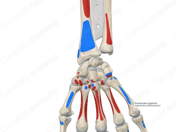 Pisohamate Ligament 