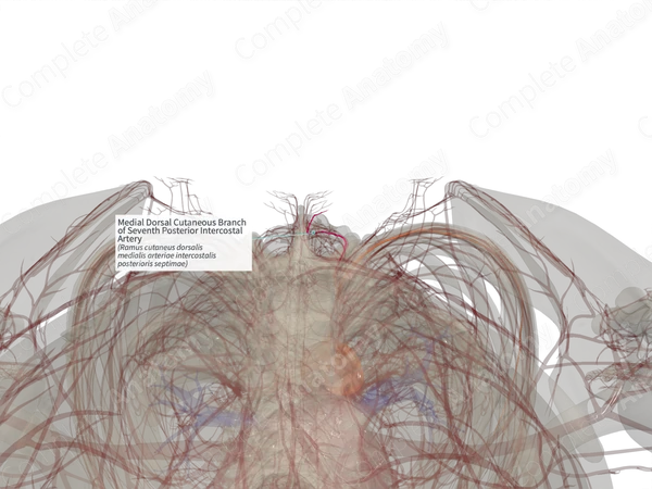 Medial Dorsal Cutaneous Branch of Seventh Posterior Intercostal Artery (Right)