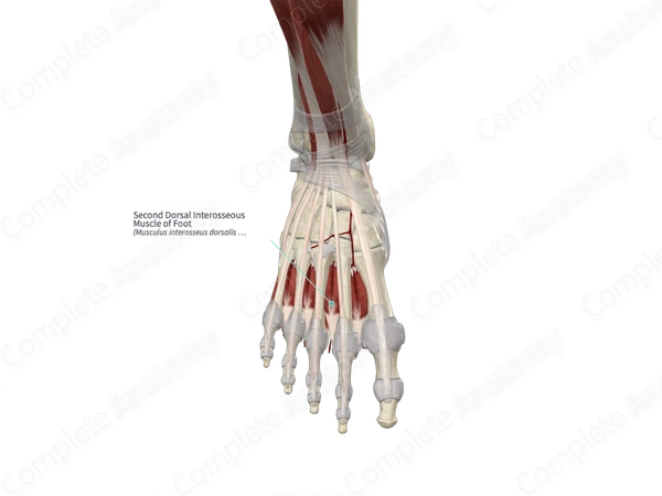 Second Dorsal Interosseous Muscle of Foot 