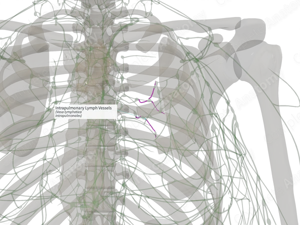 Intrapulmonary Lymph Vessels (Left)