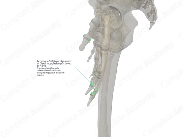 Accessory Collateral Ligaments of Distal Interphalangeal Joints of Hand (Right)