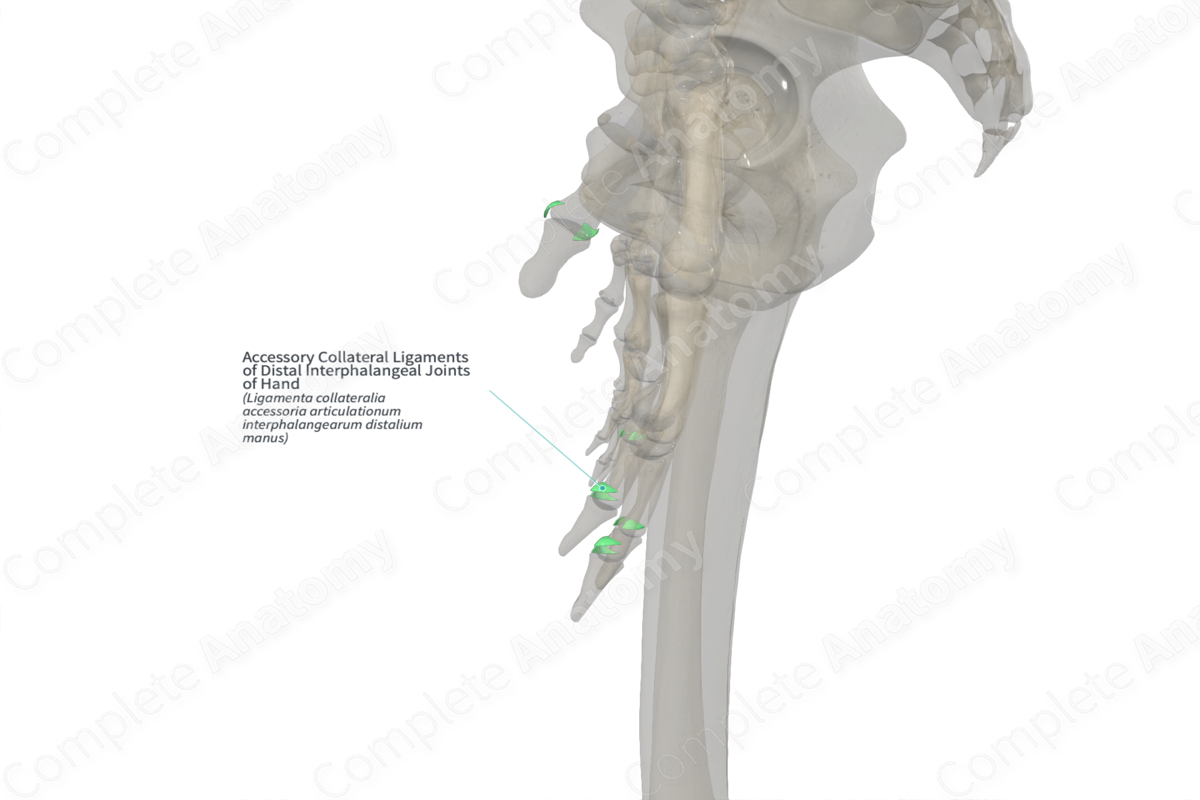 Accessory Collateral Ligaments of Distal Interphalangeal Joints of Hand (Right)