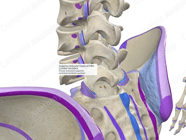 Superior Articular Facet of Fifth Lumbar Vertebra (Right)