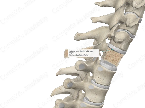 Inferior Vertebral End Plate (C7-T1)