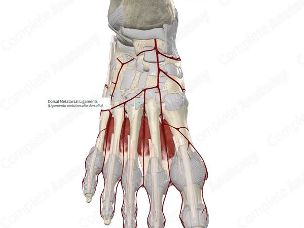 Dorsal Metatarsal Ligaments