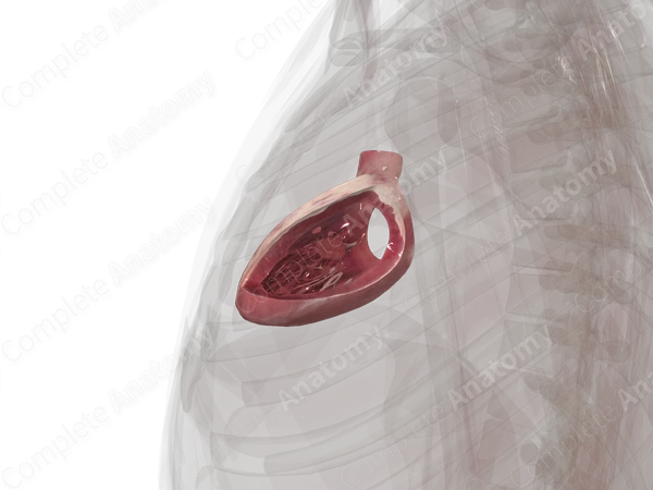 Left Ventricle