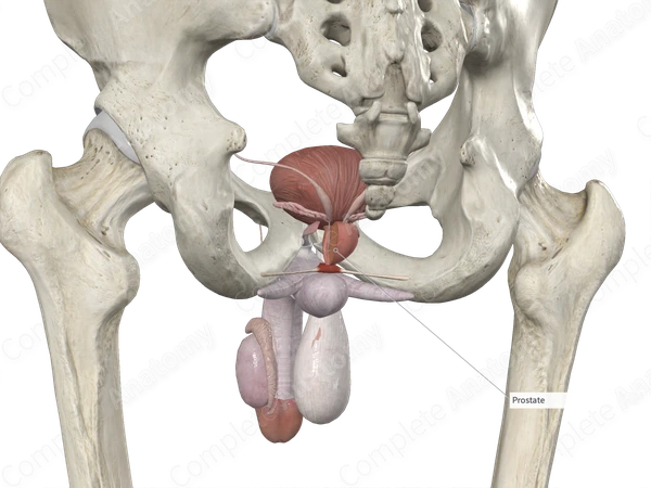 Prostate (Right Half)