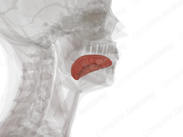 Intrinsic Muscles of Tongue (Left)