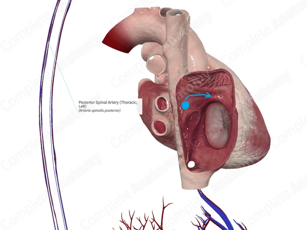 Posterior Spinal Artery (Thoracic; Left)