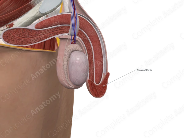 Glans Penis (Left Half)
