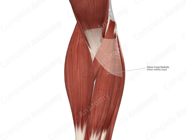 Flexor Carpi Radialis
