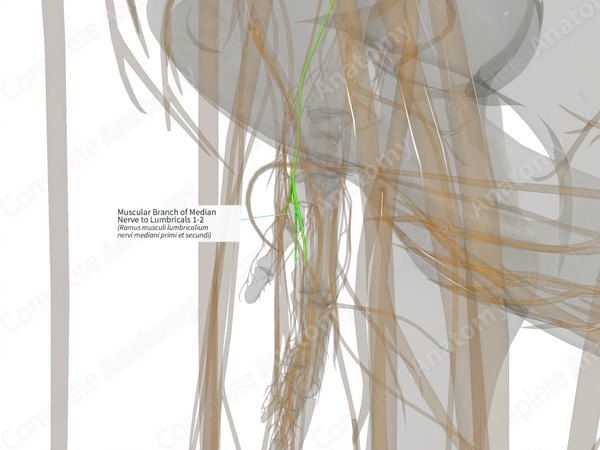 Muscular Branch of Median Nerve to Lumbricals 1-2 (Left)