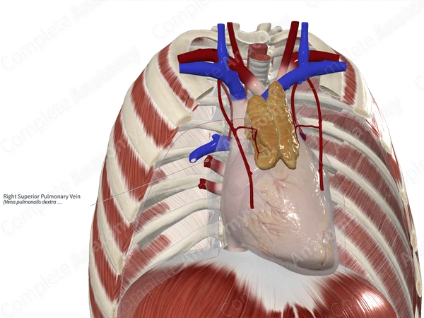 Right Superior Pulmonary Vein