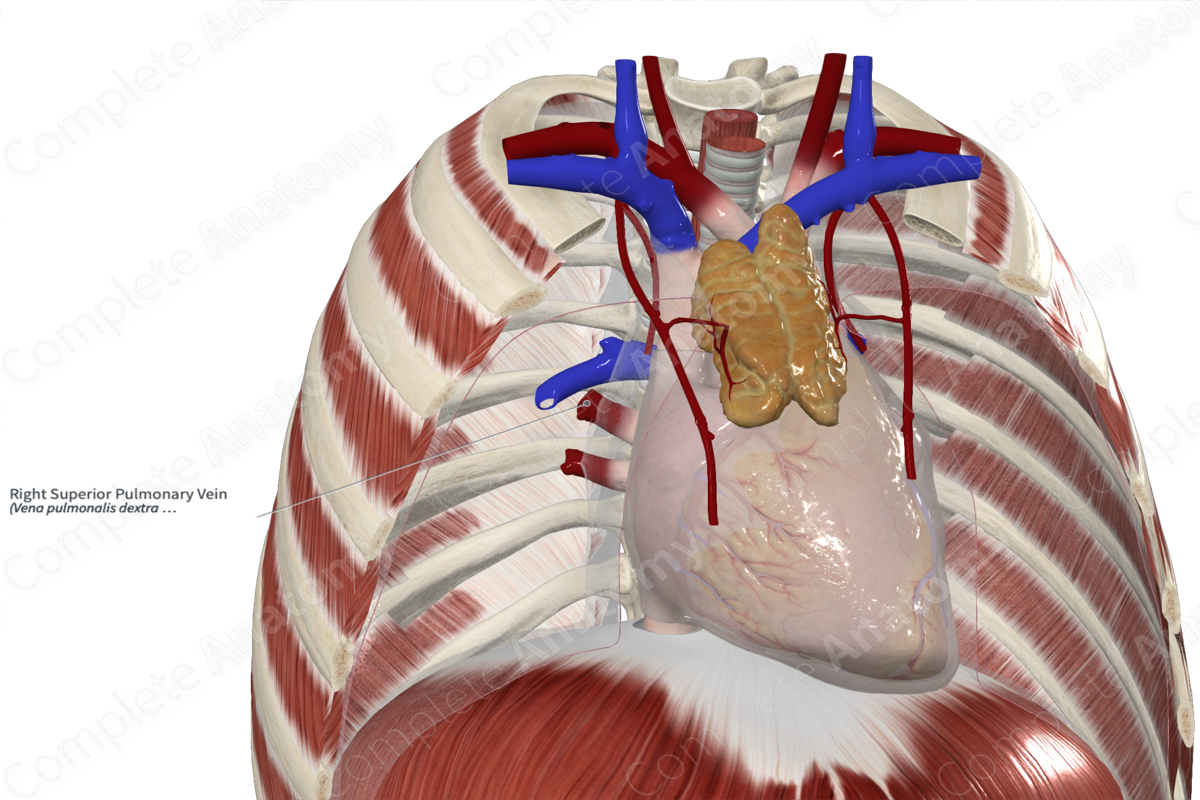 Right Superior Pulmonary Vein