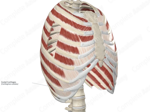 Costal Cartilages 