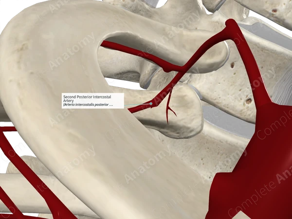 Second Posterior Intercostal Artery