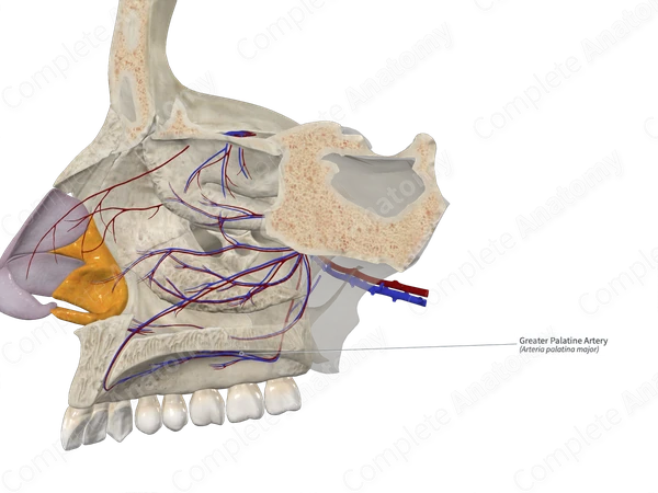 Greater Palatine Artery