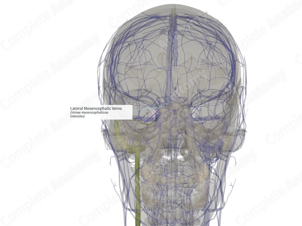 Lateral Mesencephalic Veins (Left)