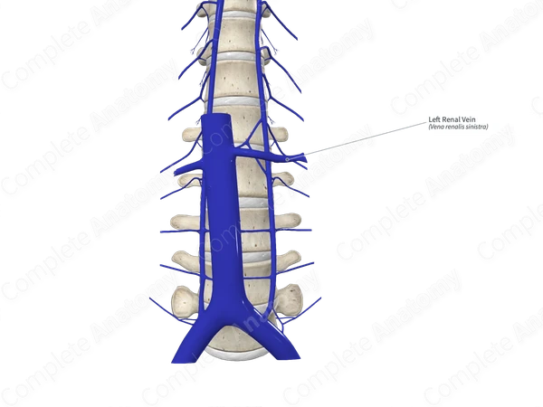 Left Renal Vein
