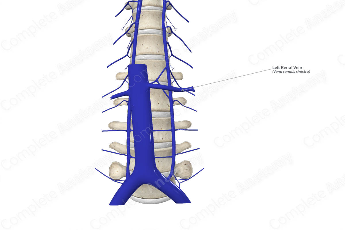 Left Renal Vein
