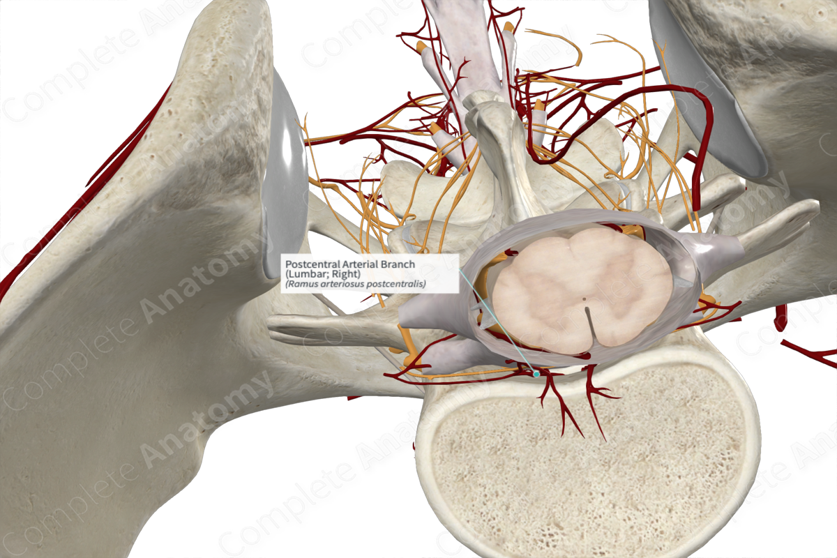 Postcentral Arterial Branch (Lumbar; Right)