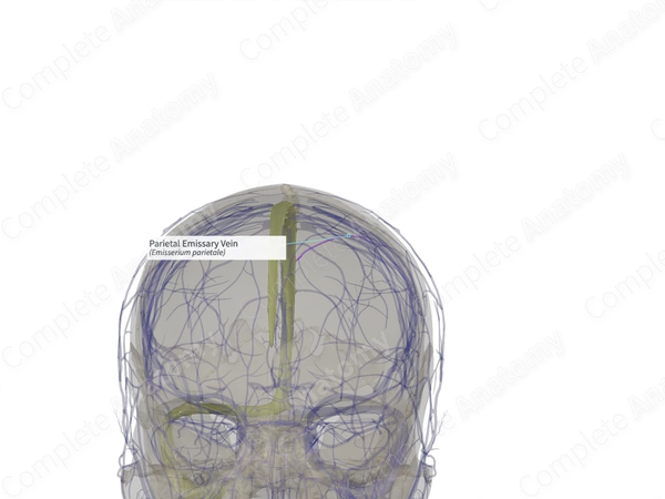 Parietal Emissary Vein (Right)