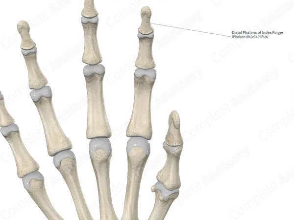 Distal Phalanx of Index Finger