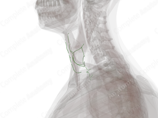 Anterior Cervical Lymph Vessels (Left)