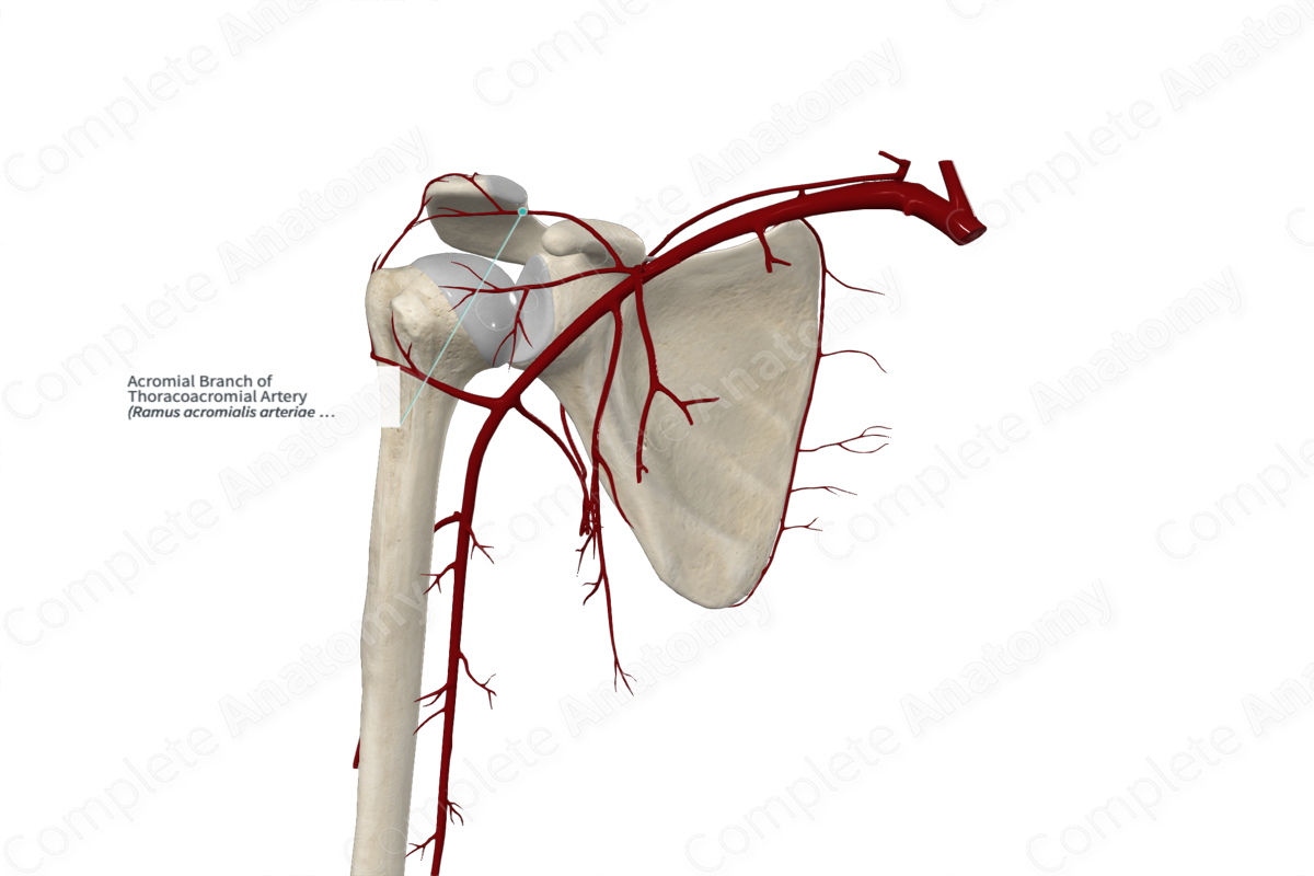 Acromial Branch of Thoracoacromial Artery 