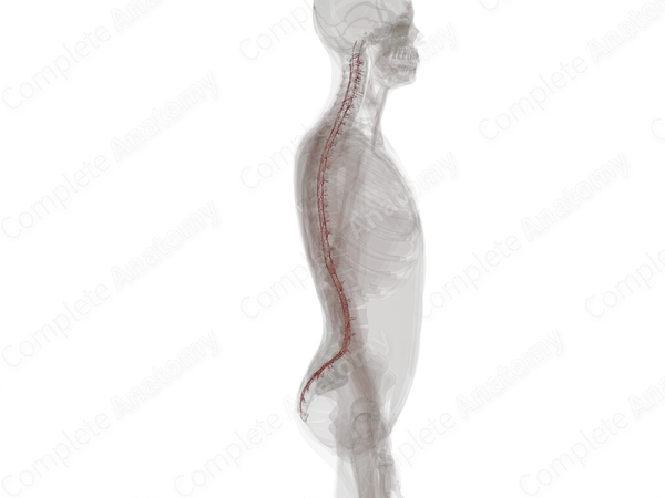 Arteries of Spinal Cord