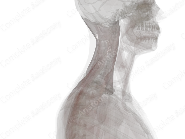 Deep Investing Cervical Fascia (Left)