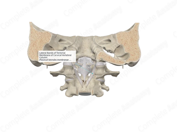 Lateral Bands of Tectorial Membrane of Cervical Vertebral Column