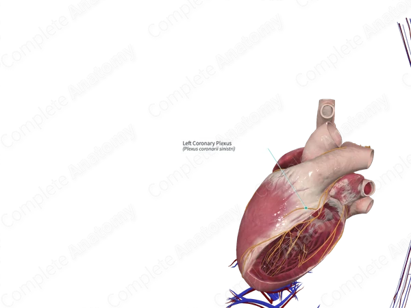 Left Coronary Plexus
