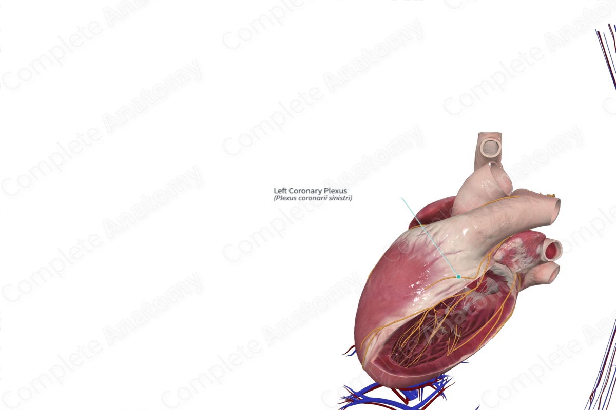 Left Coronary Plexus