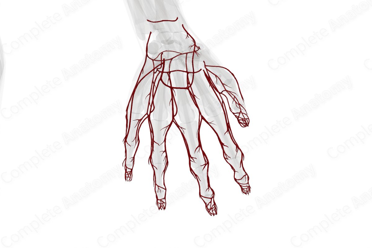 Arteries of Hand (Left)