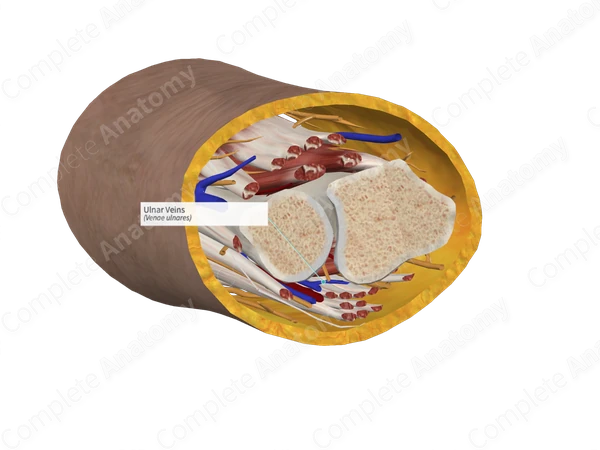 Ulnar Veins
