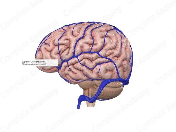 Superior Cerebral Veins