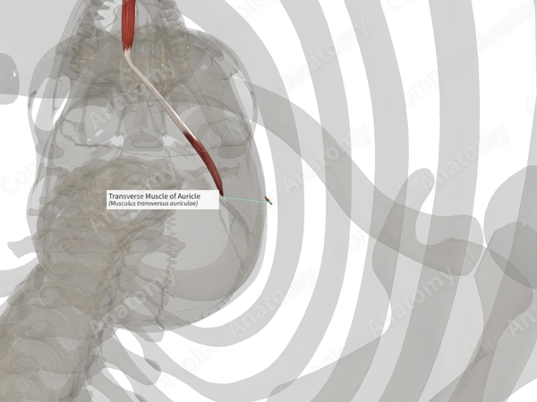 Transverse Muscle of Auricle (Right)