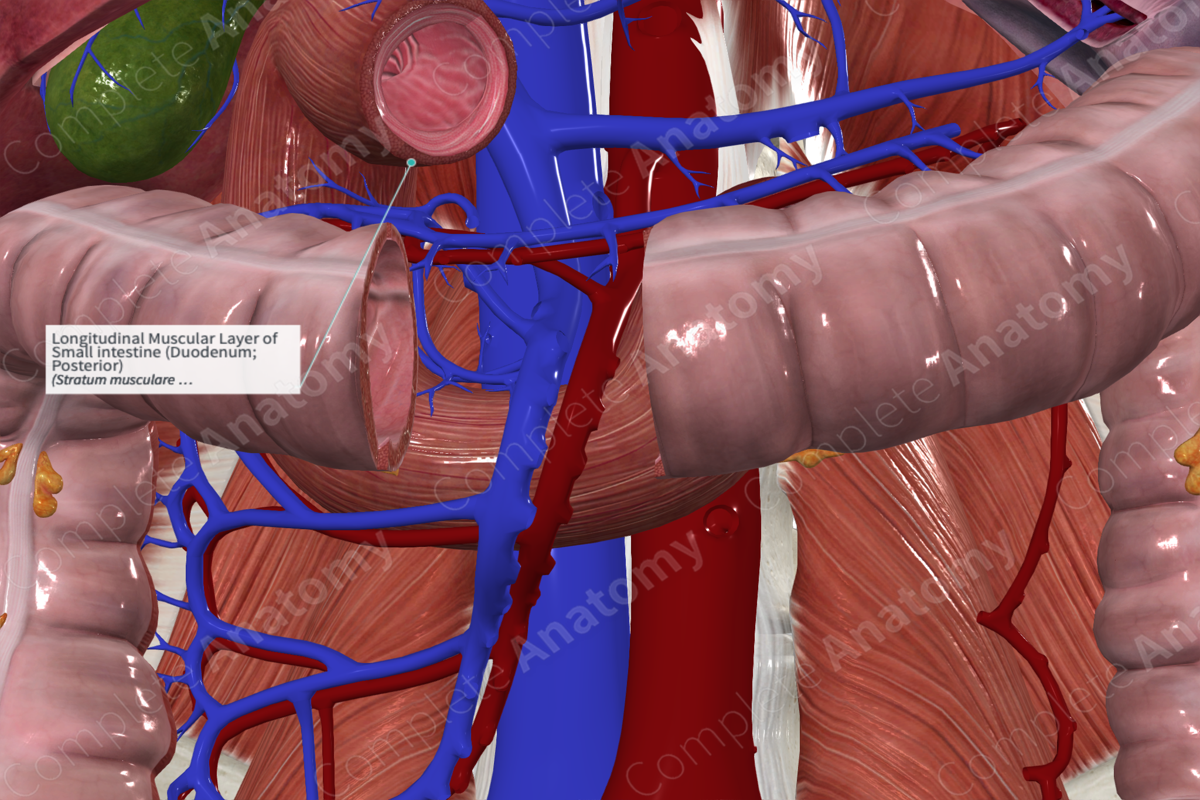 Longitudinal Muscular Layer of Small intestine (Duodenum; Posterior)