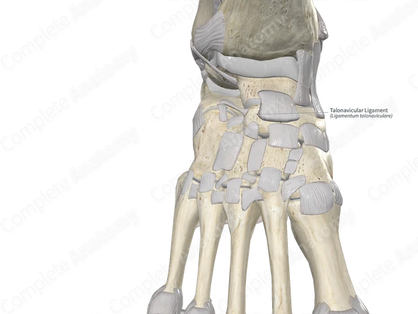 Talonavicular Ligament Complete Anatomy