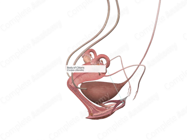 Body of Clitoris