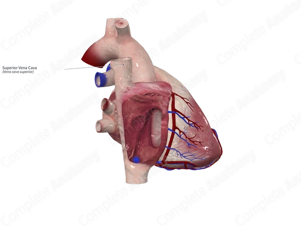 Superior Vena Cava